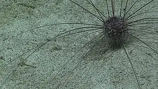 Aspidodiadema hawaiiense, an Aspidodiadematoida