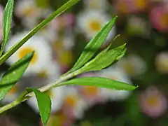 Leaves