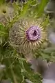 Indian Thistle