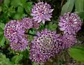 A. major 'Star of Beauty'