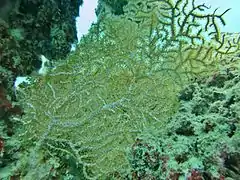 Astrogorgia