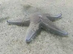 Astropecten armatus