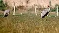 Sarus cranes at Basai