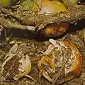 Athelia rolfsii sclerotia on Solanum lycopersicum (tomato)