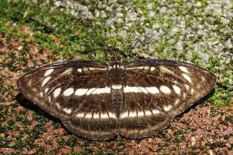Dorsal view (female)