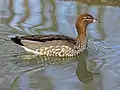 Female swimming
