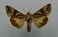 A. gamma mounted specimen