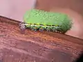Caterpillar of Belize