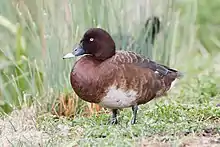 Standing male