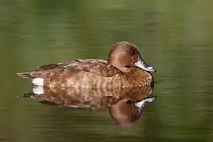 Female Hardhead (Aythya australis)