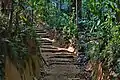 Bamboo stairs