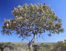 A gnarled, spreading tree about three metres high, on an otherwise treeless plain with low shrubs