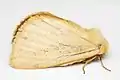 Live moth in side angle