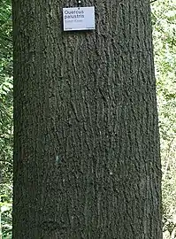 Bark