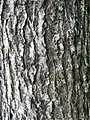 Bark of 30-year-old tree