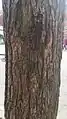 Bark of 'Sarniensis'