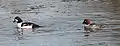 male and female  goldeneye, Rideau River, Ottawa
