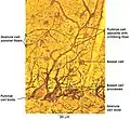 Cerebellum Microscopic Photo