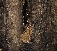 New Zealand bat flies at the entrance of a short-tailed bat  roost in Fiordland