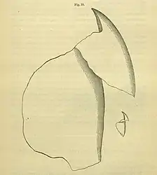 .mw-parser-output .citation{word-wrap:break-word}.mw-parser-output .citation:target{background-color:rgba(0,127,255,0.133)}#26 (≤1873)Upper beak extracted from a sperm whale stomach, from Packard (1873:93, fig. 10). A. E. Verrill considered the illustration inaccurate and published his own version. The much smaller beak (drawn to scale), possibly from the same whale, may belong to Gonatus fabricii, as suggested by Steenstrup.