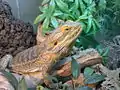 Male basking under a lamp