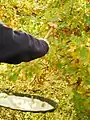 Entomologists beating oak leaves for arthropods