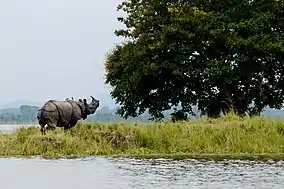One horned Indian Rhinoceros in Kaziranga National Park, Assam