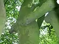 The classic "husband and wife" tree with branches conjoined