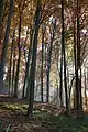 Autumn in the nature park