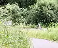 Bicycles in Tideman Johnson Natural Area