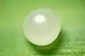 Egg