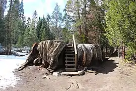 Mark Twain Stump (March 2016)