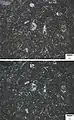 Biomicrite