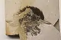 Bird head with preserved feathers, Geological Museum, Copenhagen
