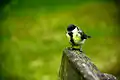 A bird in Turku Cemetery