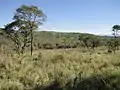 A typical bushveld ecological community