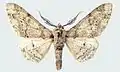 Subspecies parva (male)