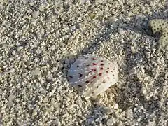 Spondylus sp.