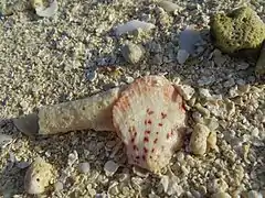 Spondylus sp.