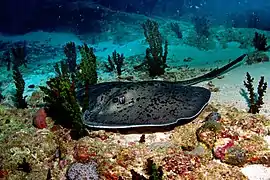 Black-blotched stingray (Taeniura meyeni)