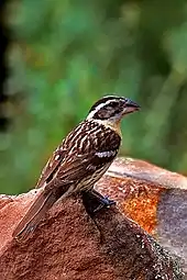Photograph of female
