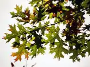 Mature leaves