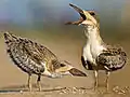 Juveniles at four weeks. They are distinguished from adults by the white speckled pattern on their wings and body.