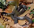 Black racers wait for prey in dry leaves and brush.