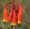 Blandfordia grandiflora