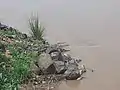 Stone block on the banks of the Zébé Marao Cameroon