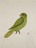 Blue-backed parrot (Tanygnathus everetti)