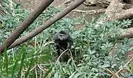 Blue monkey