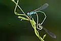 Mating pair