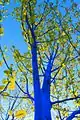 The Blue Trees, 2011 Vancouver Biennale, Canada